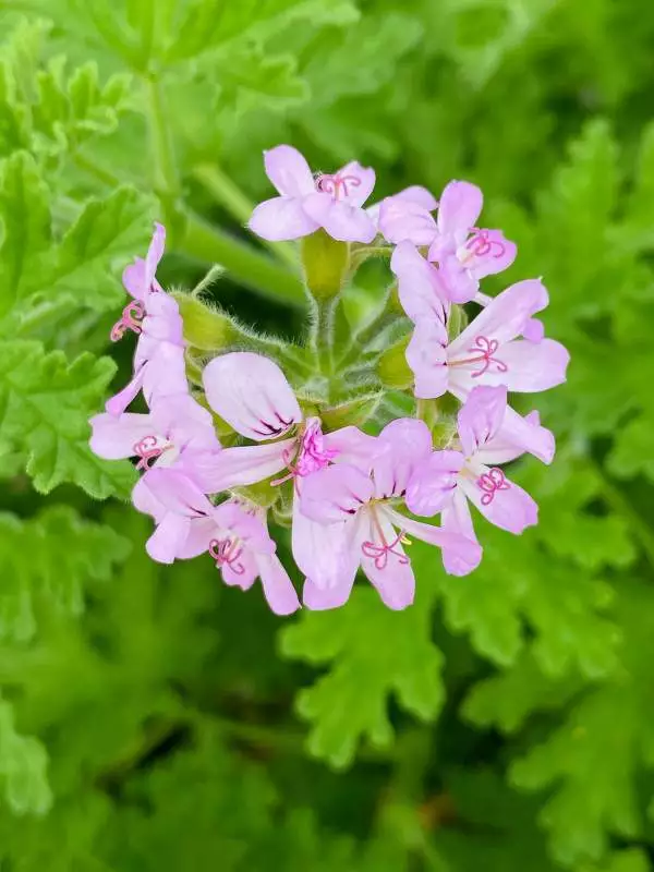  - Géranium Rosat Asperum -