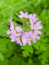  - Géranium Rosat Asperum -