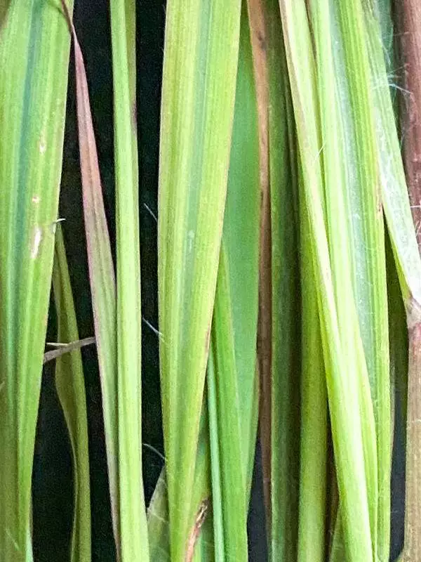  - Citronnelle de Madagascar -