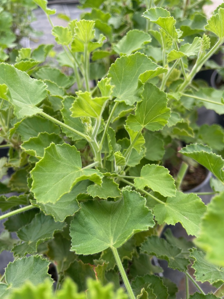  - Géranium Cola -