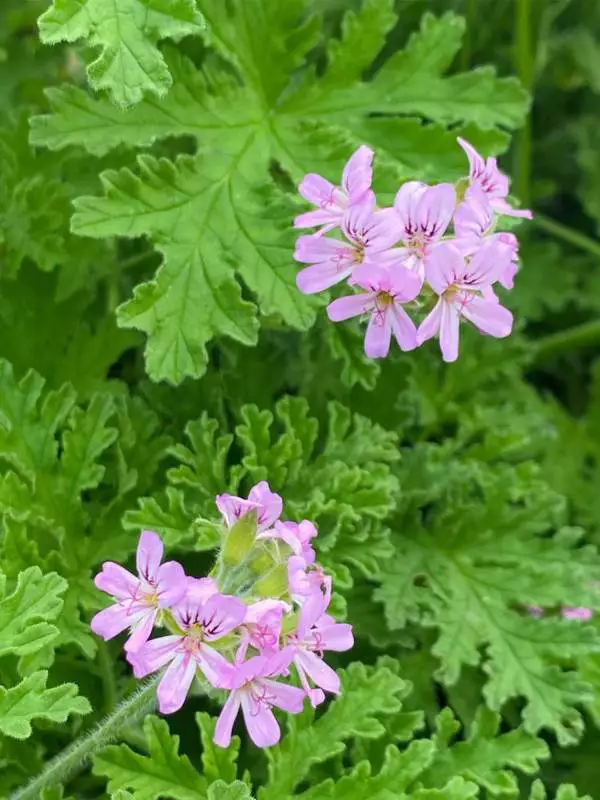  - Géranium Rosat  -