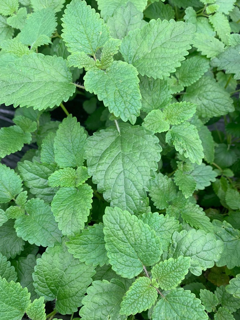 - Mélisse Citron -