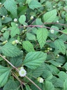  - Verveine des Antilles -
