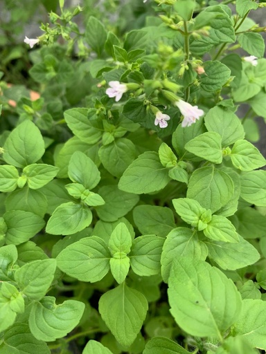[CN00017--]  - Calament Nepeta -