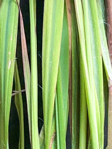 [CM00017--]  - Citronnelle de Madagascar -