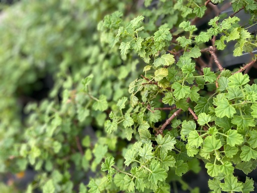 [GV00017--]  - Géranium Vanille -