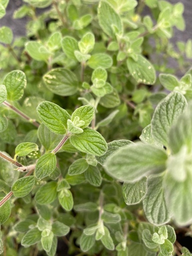 [OZ00017--]  - Origan Zaatar -