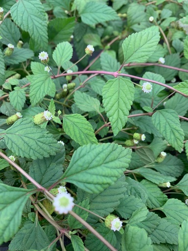 [VD00017--]  - Verveine des Antilles -